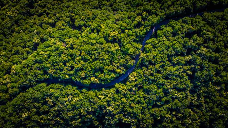 كيف يساعد الذكاء الاصطناعي في إنقاذ منطقة الأمازون