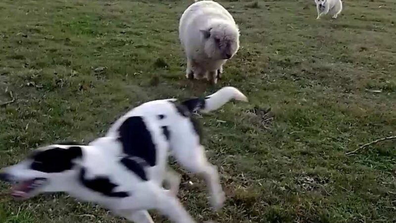 الخروف الذي يظن نفسه كلبا