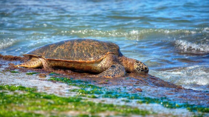 الأسرة المكسيكية التي تخلت عن الصيد لرصد وإنقاذ السلاحف البحرية