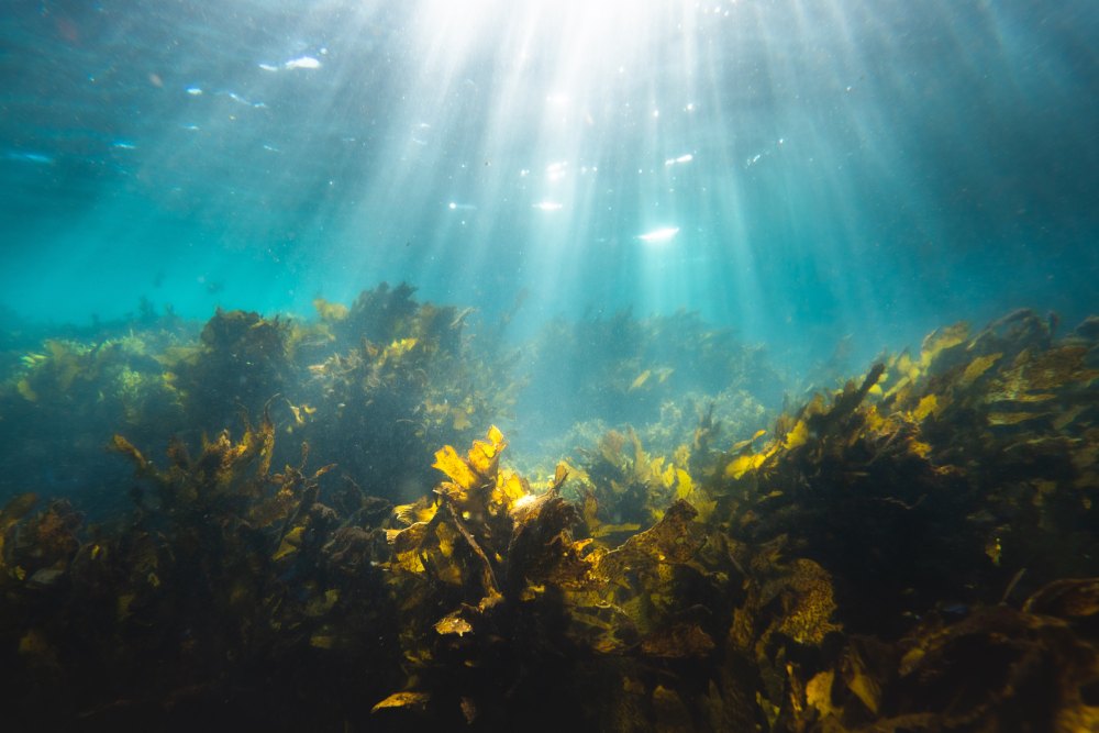 الأعشاب البحرية: النبات العجيب الذي لديه القدرة على إصلاح الكوكب