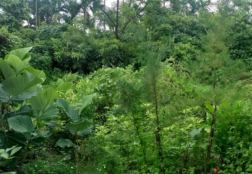 “قرية الأعشاب” في بنغلاديش تتربح من زراعة الأعشاب الطبية بدلاً من قطع الأشجار