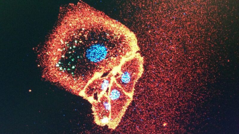 هل تعلم أن الخلية الحية هي مصنع متكامل فائق التعقيد، على درجة عالية من الأتمتة!!!